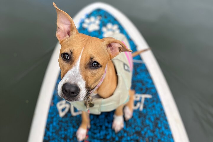Paddle Board North Shore with Rescue Dogs - Photo 1 of 9